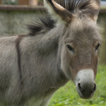 Animaux de la ferme Parc Cigoland Alsace 150
