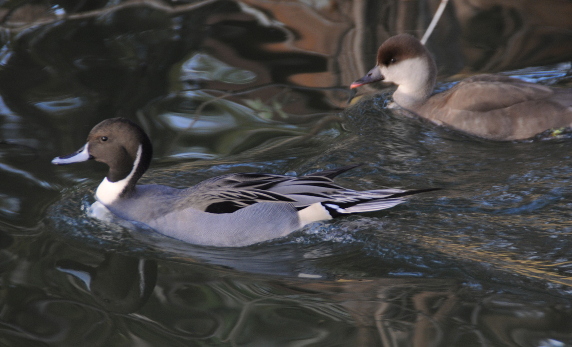 Les canards sauvages