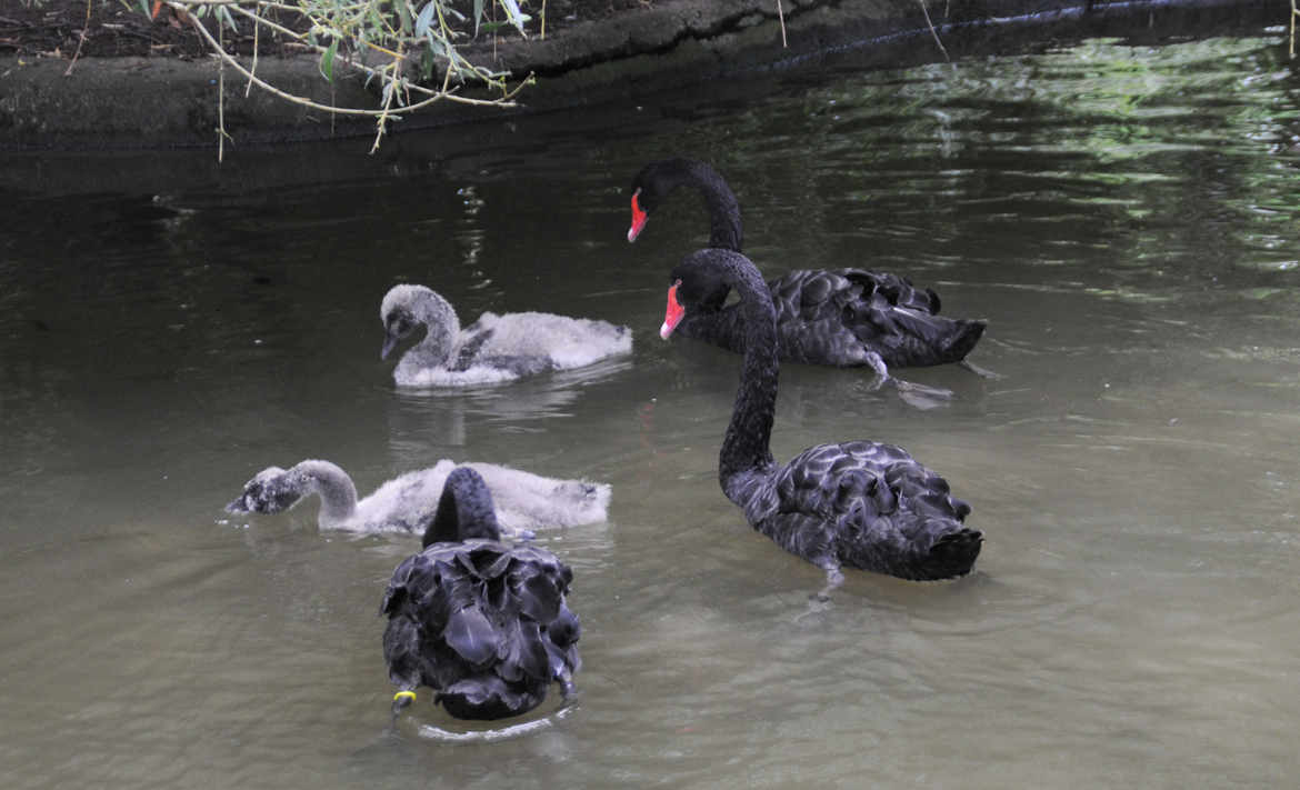 Los cisnes negros