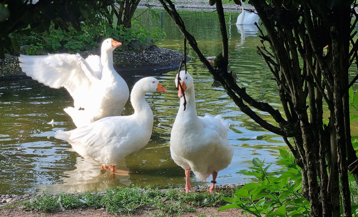 Les oies