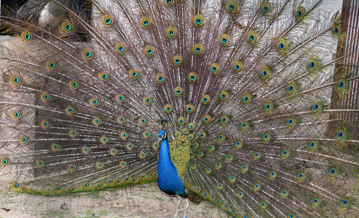 Peacocks