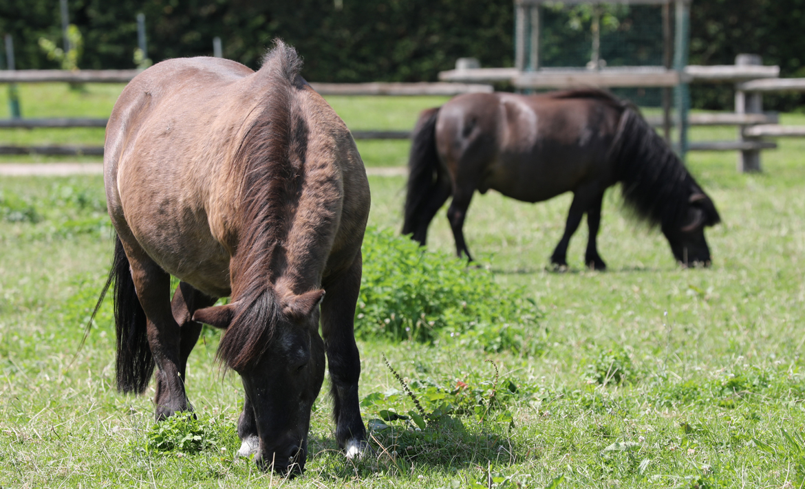 Die Ponys