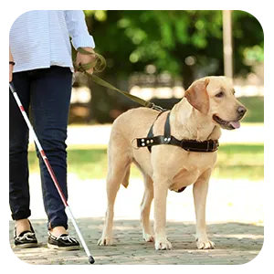 Acceso de animales al recinto del parque