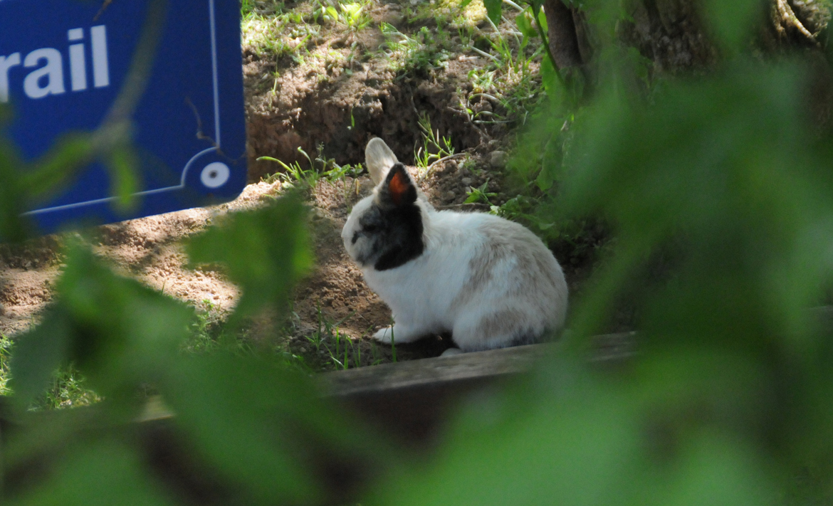 Zwergkaninchen