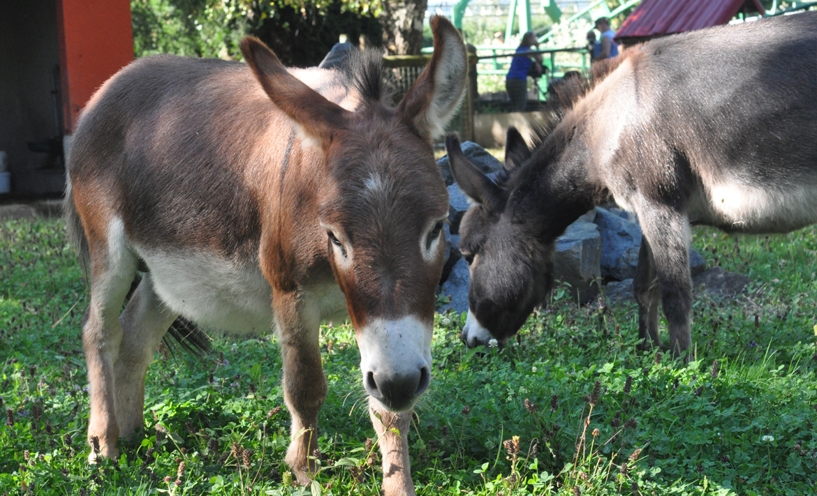 Los burros enanos