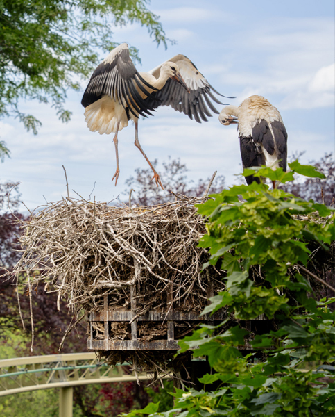 Cigognes-en-liberté-Cigoland-Alsace