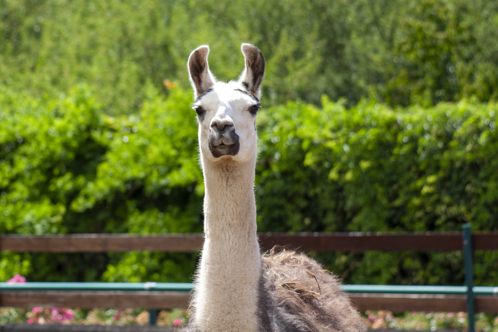 Los lamas